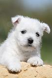 WESTIE 102